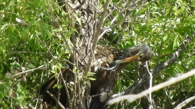 Limpkin - ML587963211