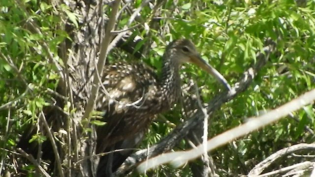 Limpkin - ML587963441