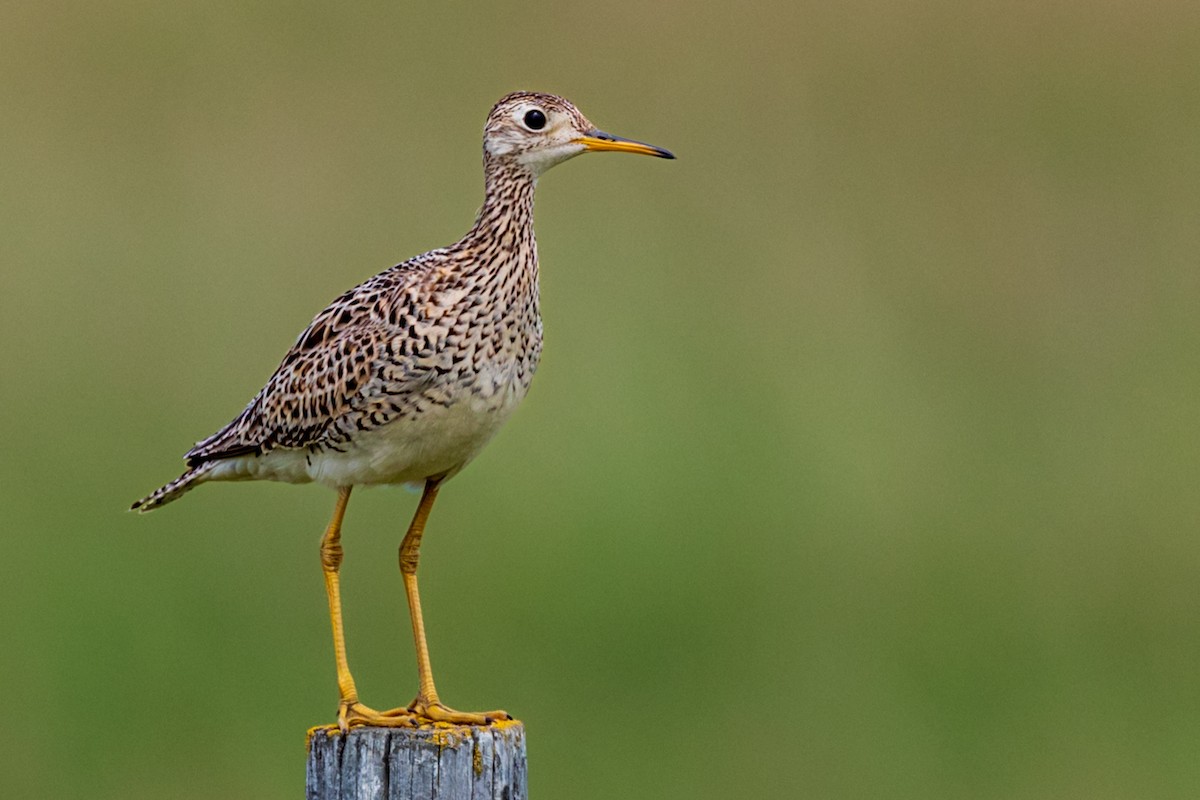 Upland Sandpiper - William Rideout