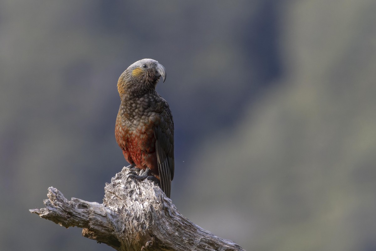 New Zealand Kaka - ML587965441