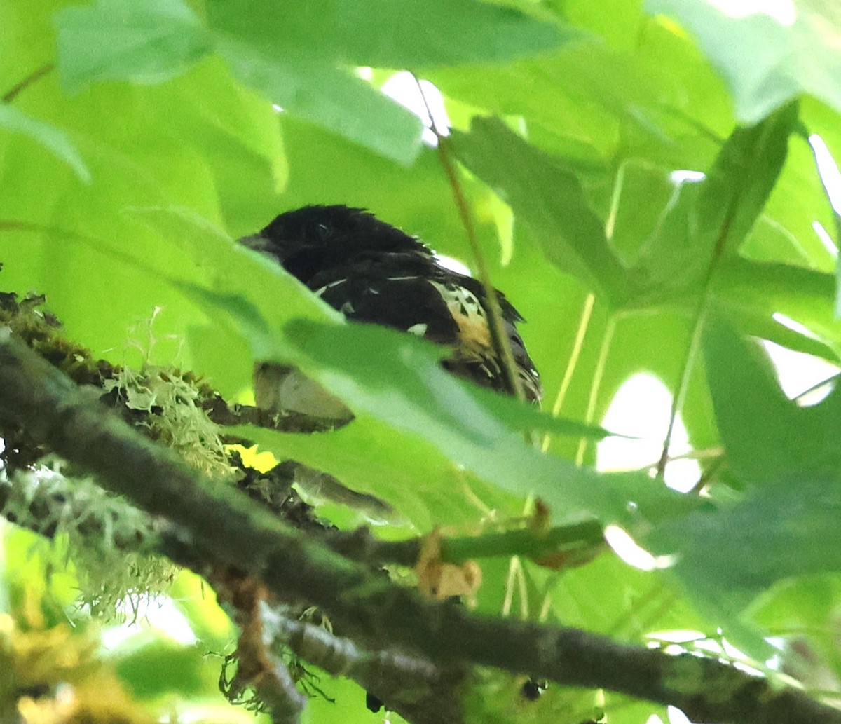 Rose-breasted x Black-headed Grosbeak (hybrid) - Carl Hughes