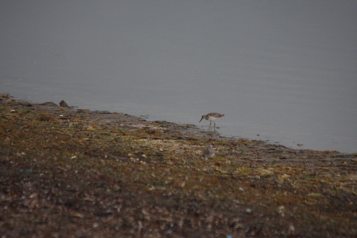 Willet (Eastern) - Avery Chan