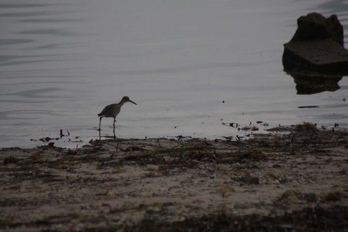 Playero Aliblanco (semipalmata) - ML587967991