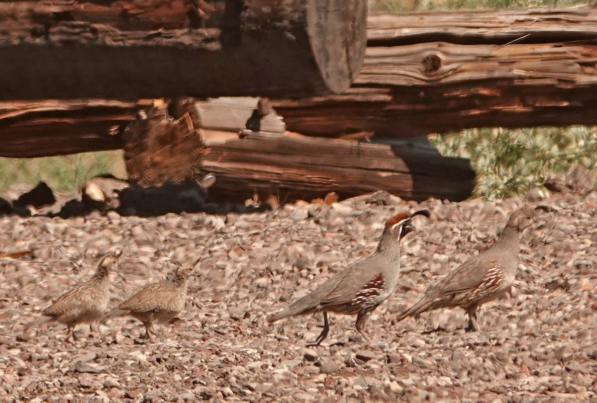 Gambel's Quail - ML587968401