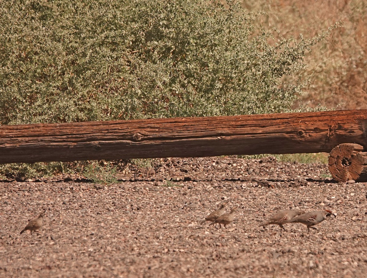 Gambel's Quail - Diane Drobka