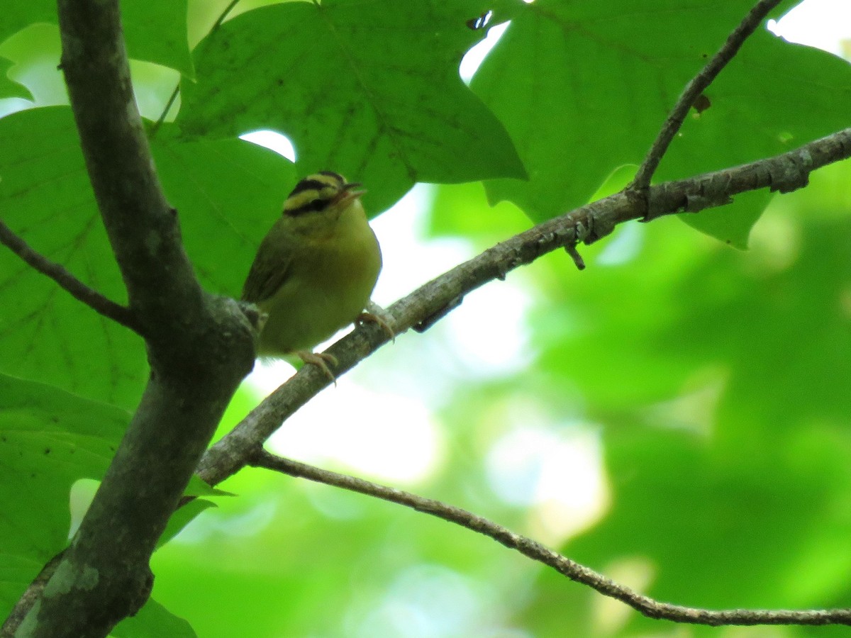 Worm-eating Warbler - ML587968491