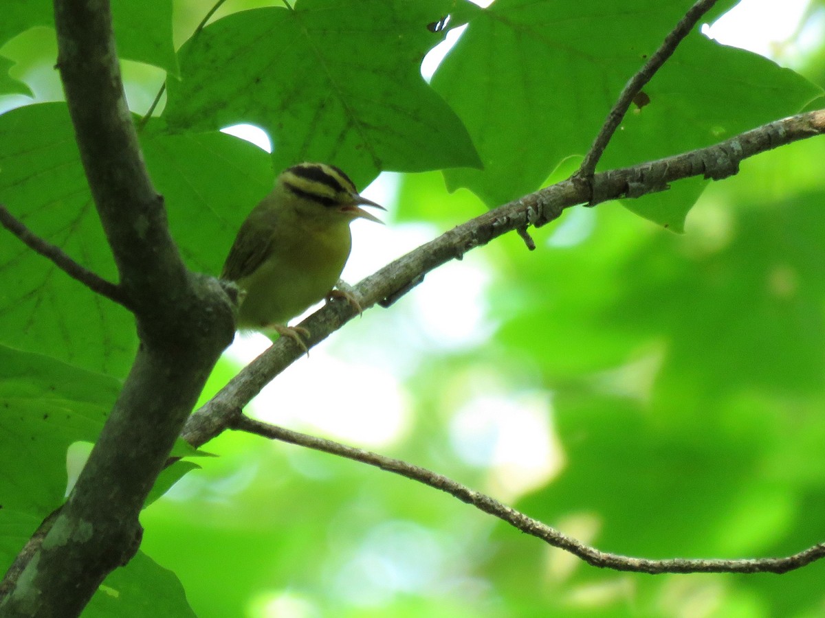 Worm-eating Warbler - ML587968501