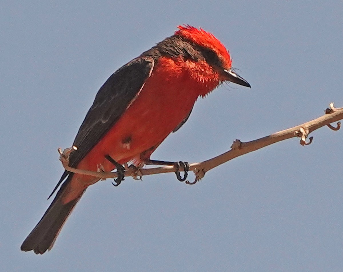 Vermilion Flycatcher - ML587968581