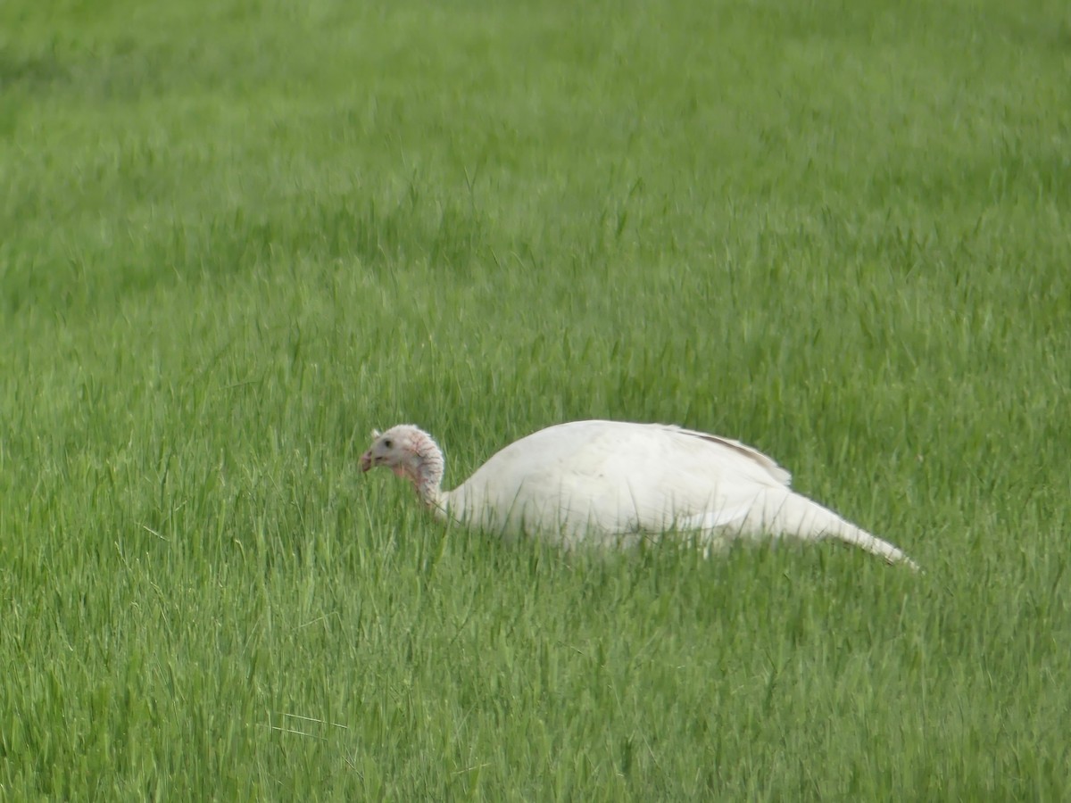 Wild Turkey - Shelley Rutkin