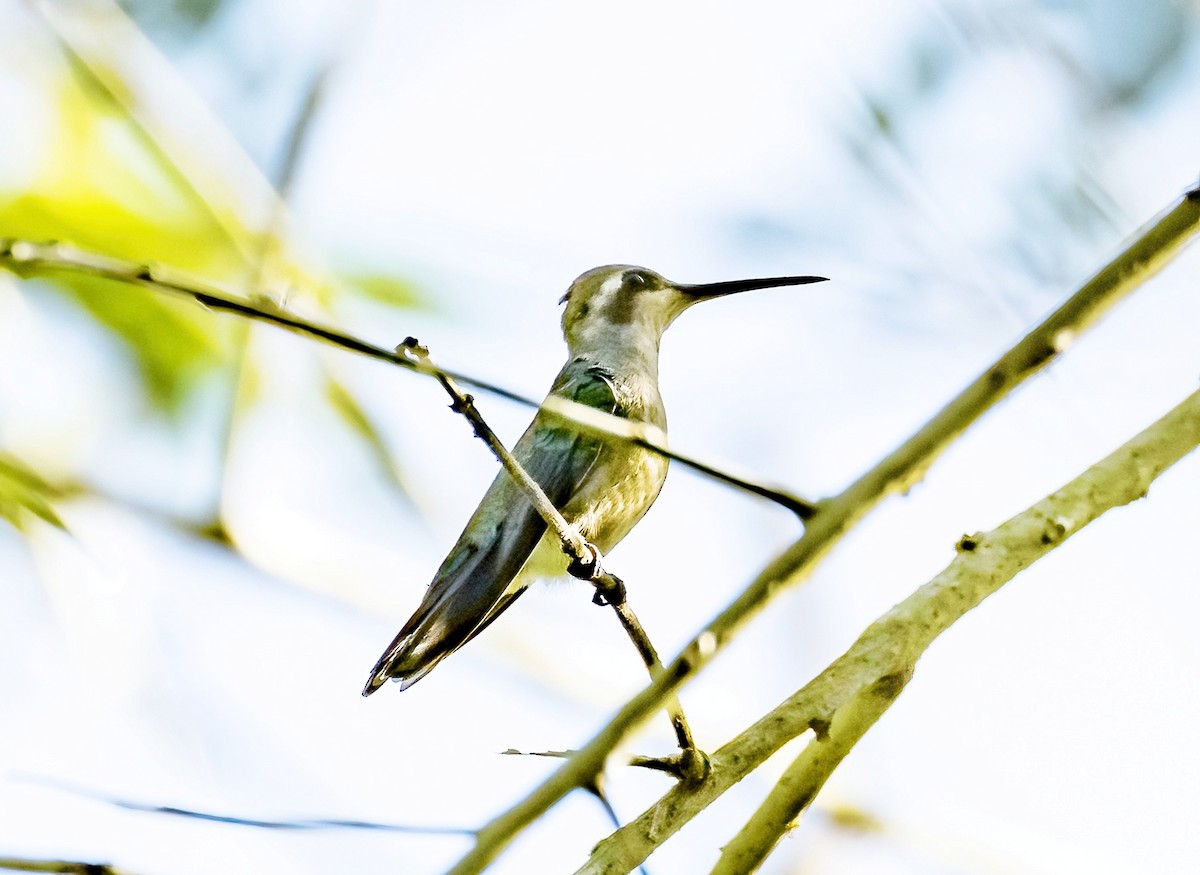 Glittering-bellied Emerald - ML587968761