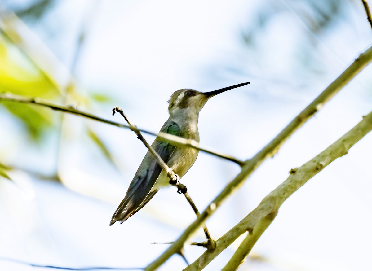 Glittering-bellied Emerald - ML587968781