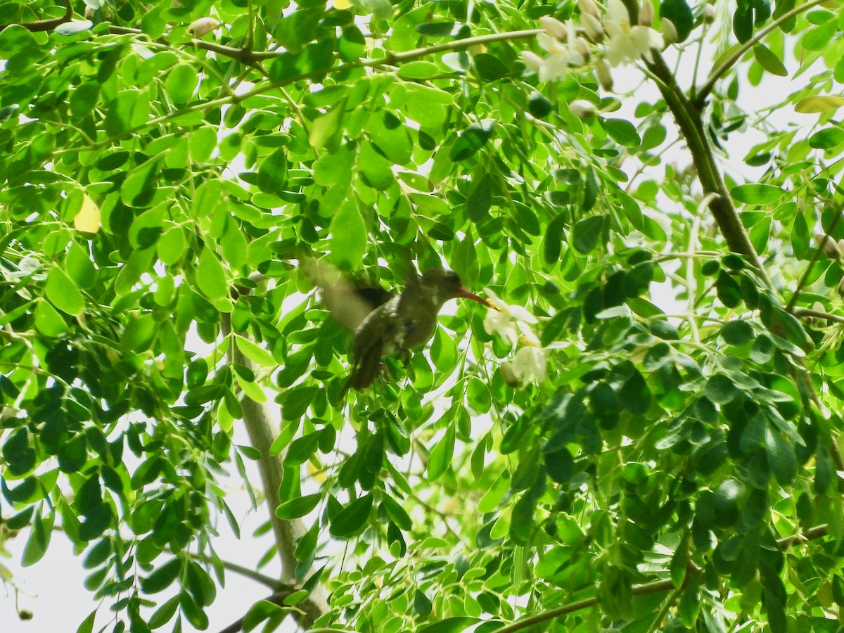 Glittering-throated Emerald - ML587969571