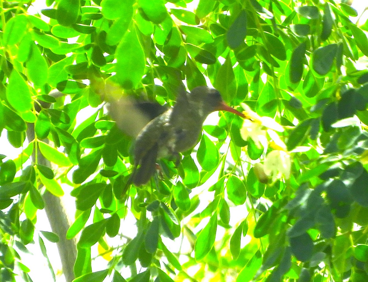 Glittering-throated Emerald - ML587969601