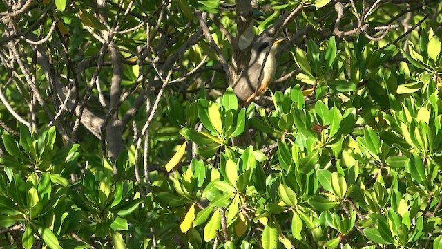 Mangrovekuckuck - ML587969711