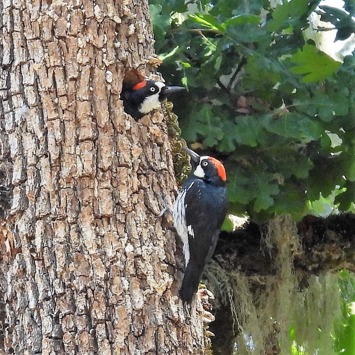Acorn Woodpecker - Lalla Pudewell