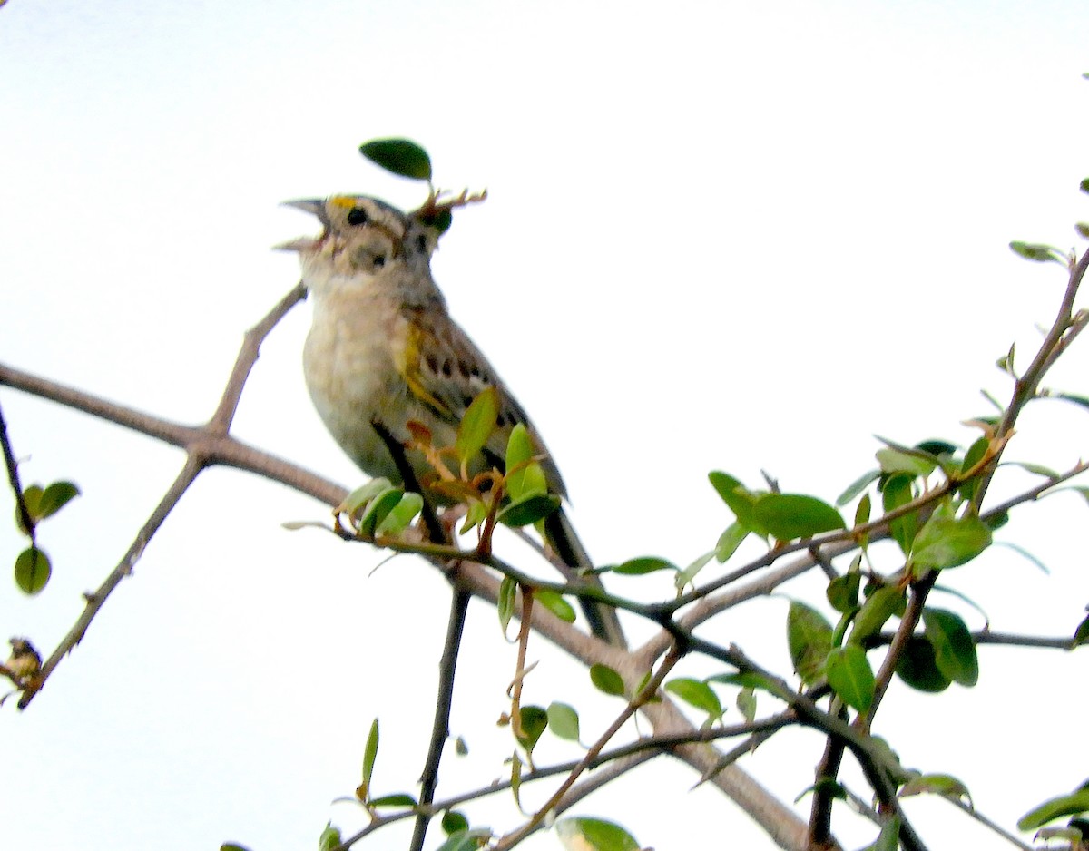 Grassland Sparrow - ML587969871