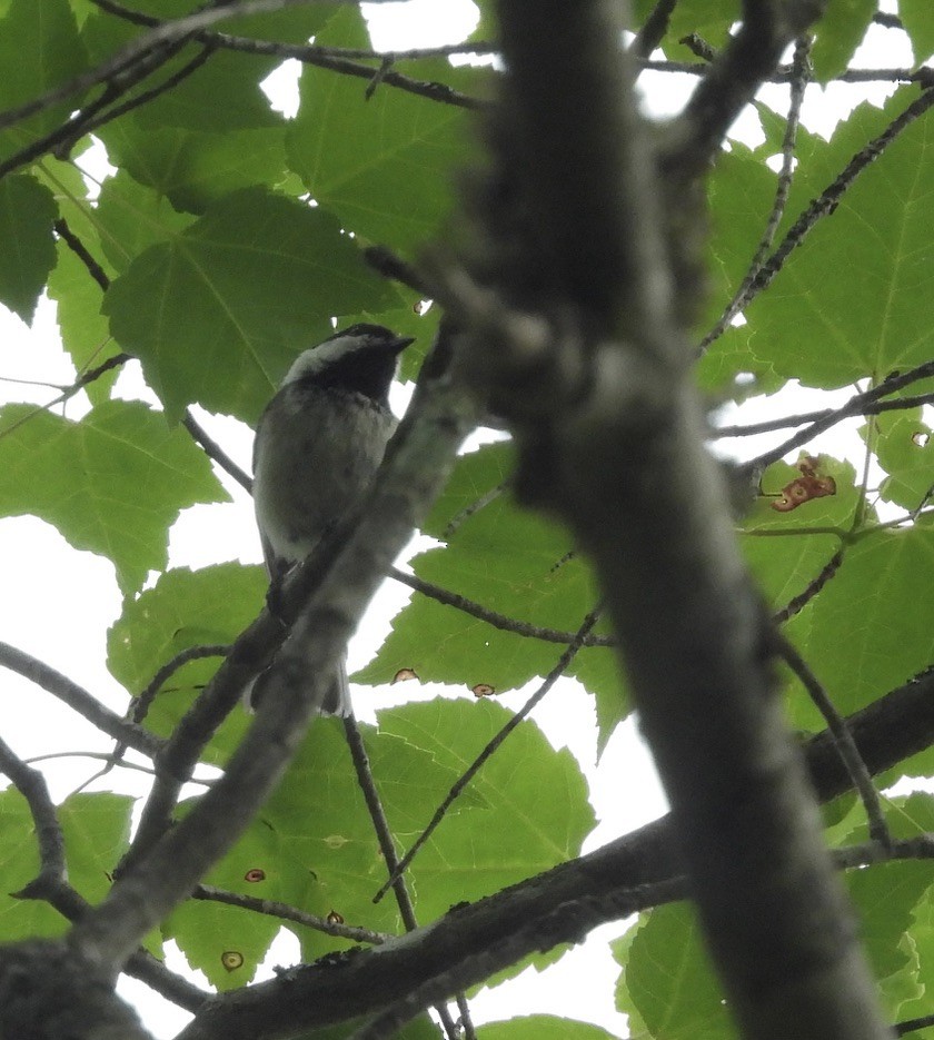 Black-capped Chickadee - ML587973101