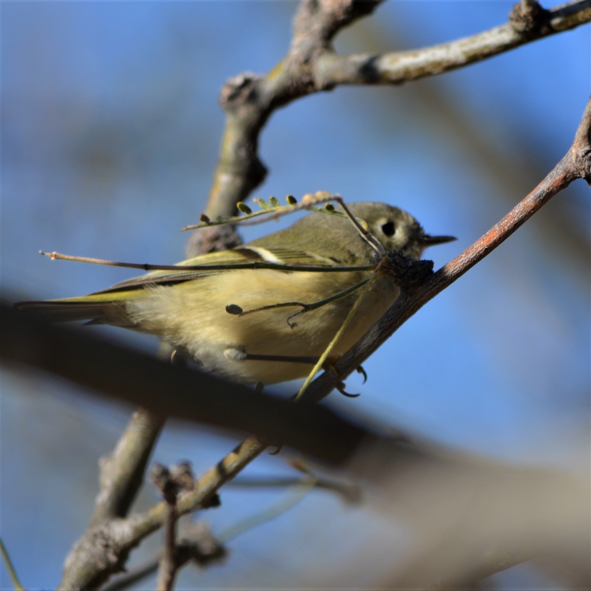 Ruby-crowned Kinglet - ML587973151