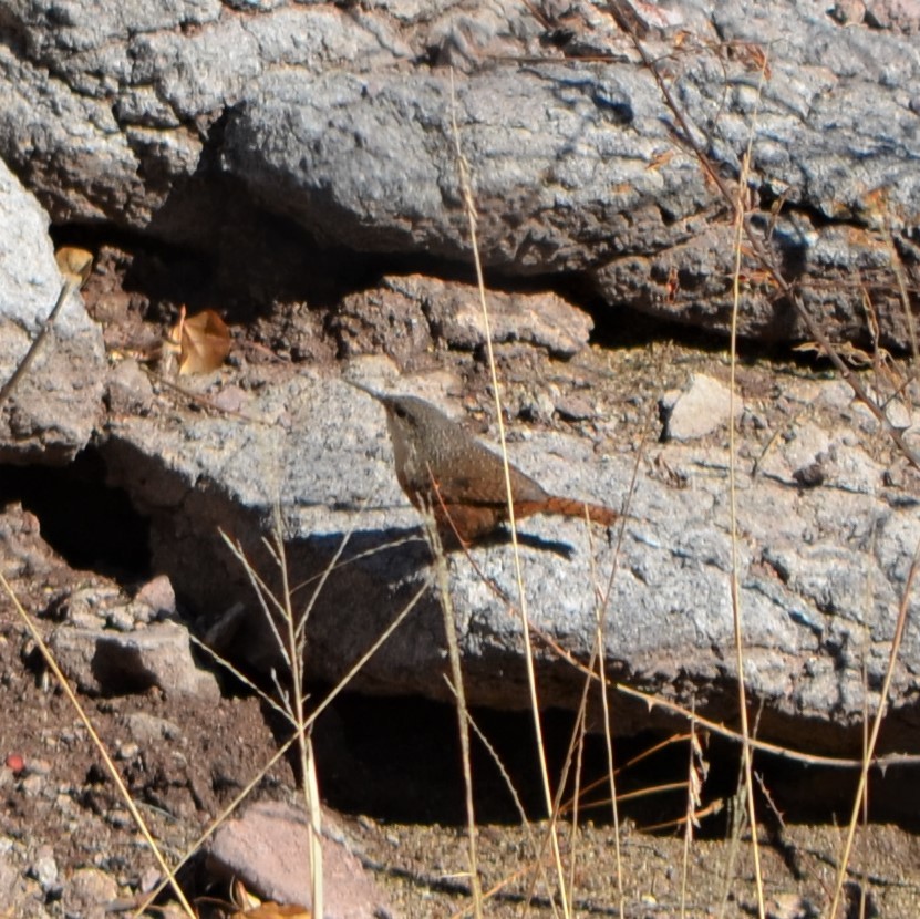 Canyon Wren - Vicki Hire