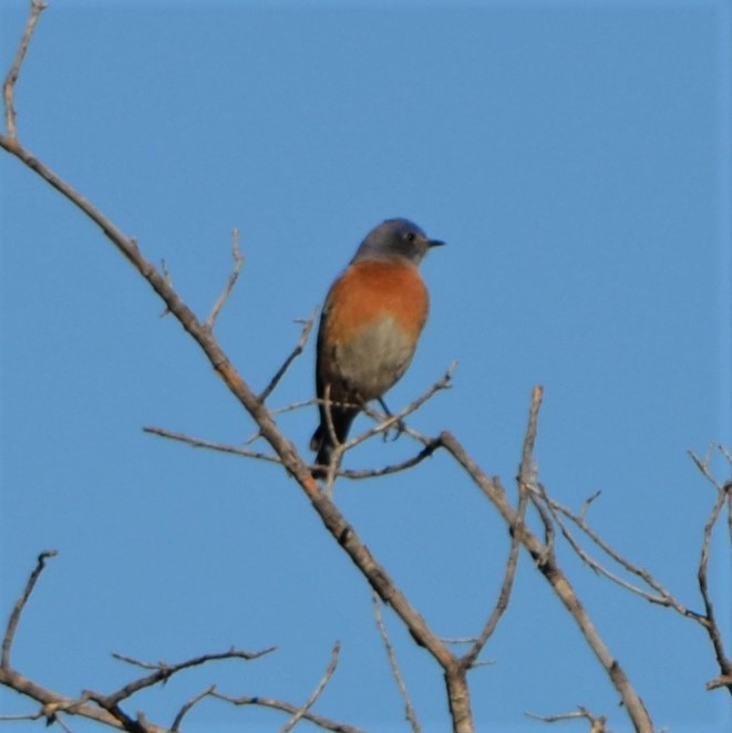 Western Bluebird - Vicki Hire