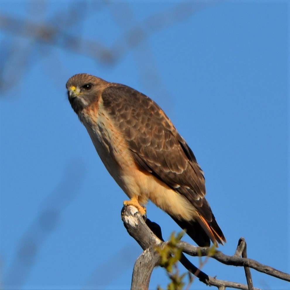 Red-tailed Hawk - Vicki Hire