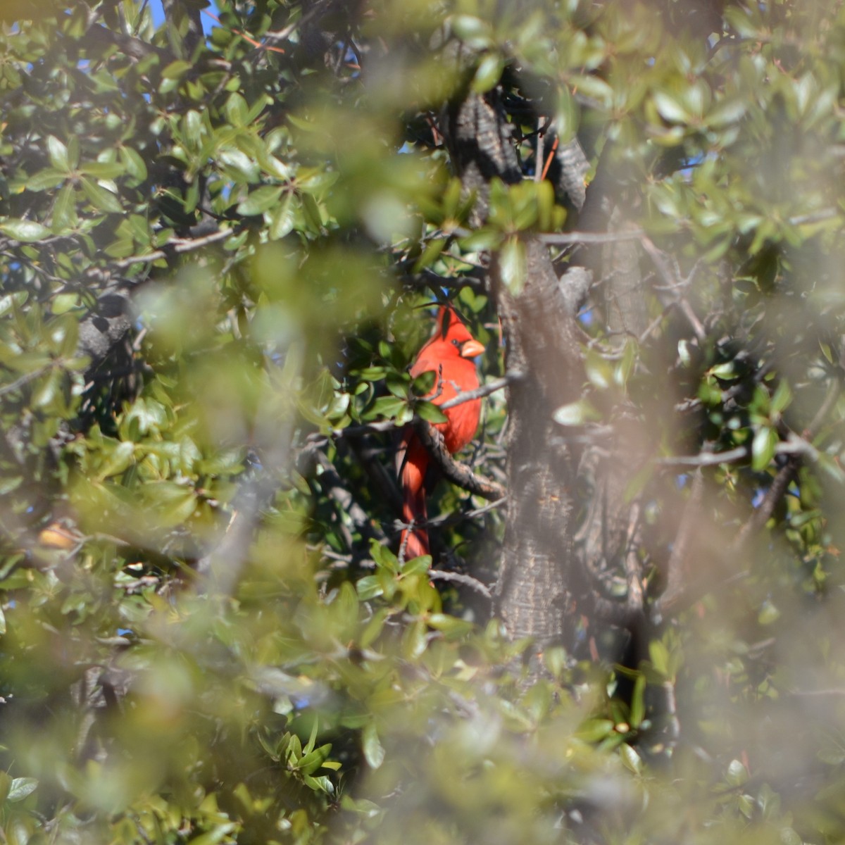 Northern Cardinal - ML587973941