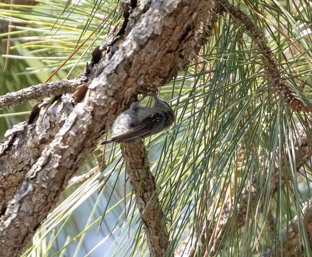 Brown-headed Nuthatch - ML587975151
