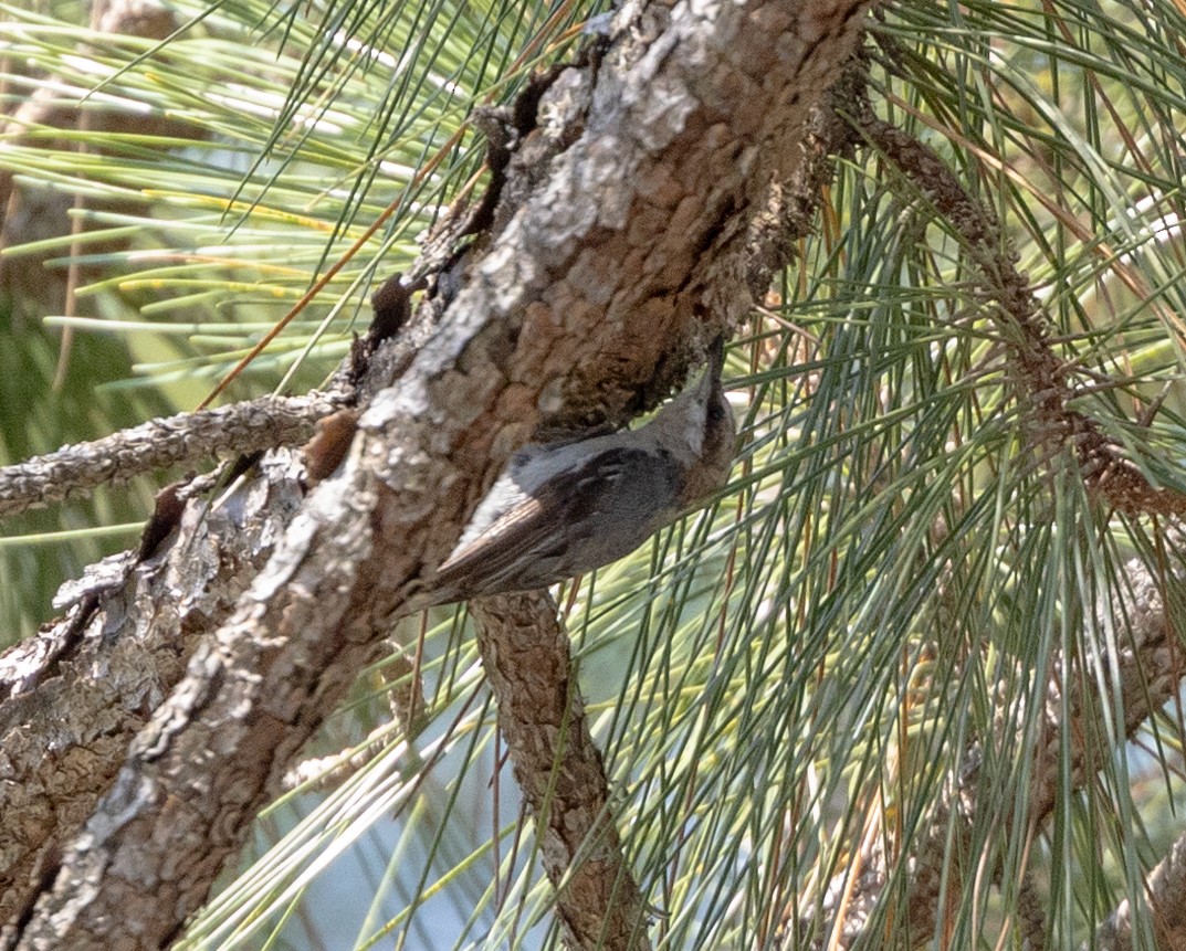 Brown-headed Nuthatch - ML587975161