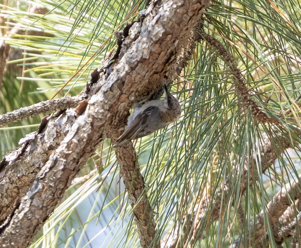 Brown-headed Nuthatch - ML587975171