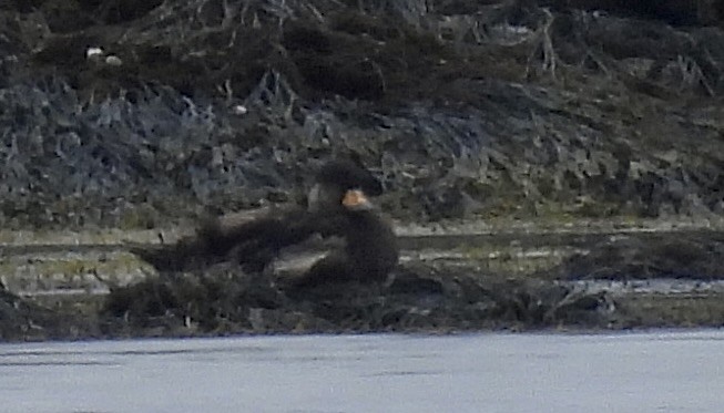 Black Scoter - Beth Bruckheimer