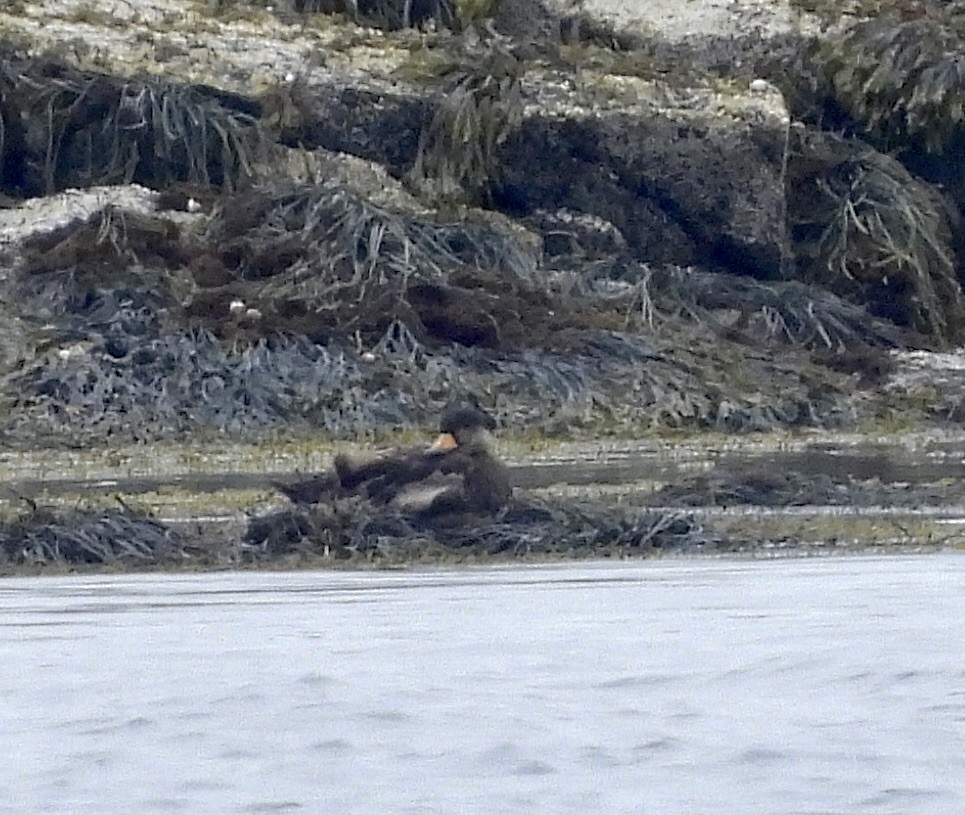 Black Scoter - ML587975411