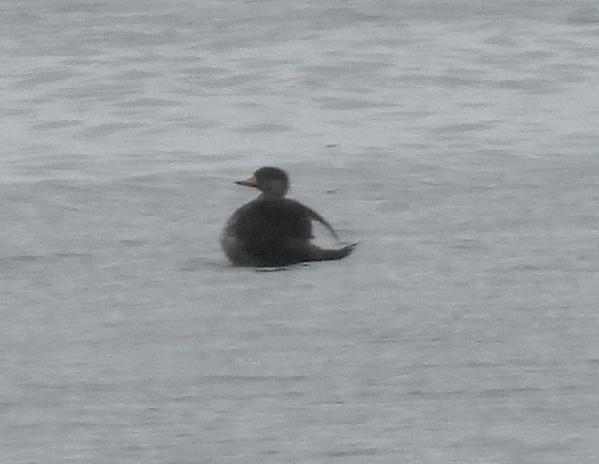 Black Scoter - ML587975491