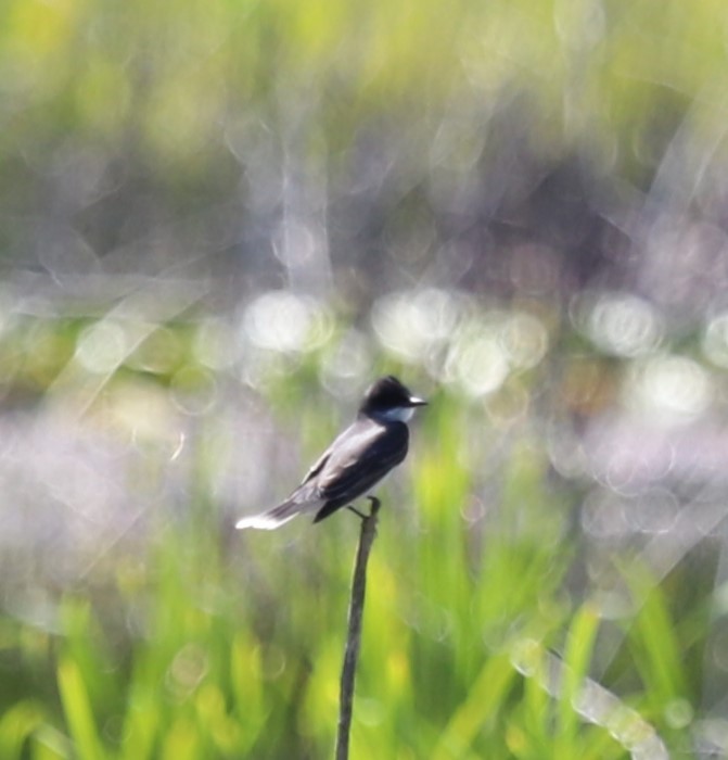 Eastern Kingbird - ML587975771