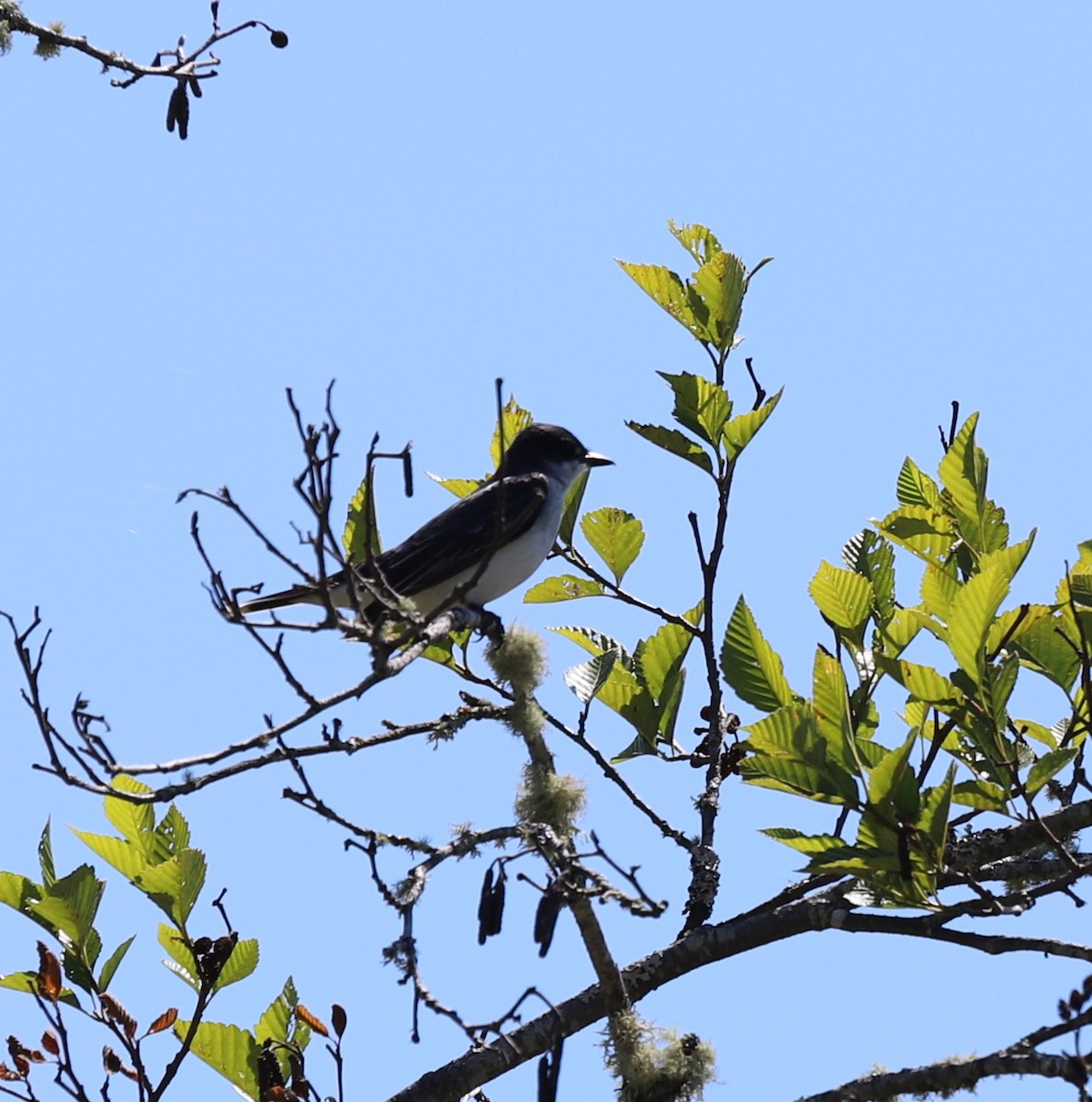 Eastern Kingbird - ML587975791