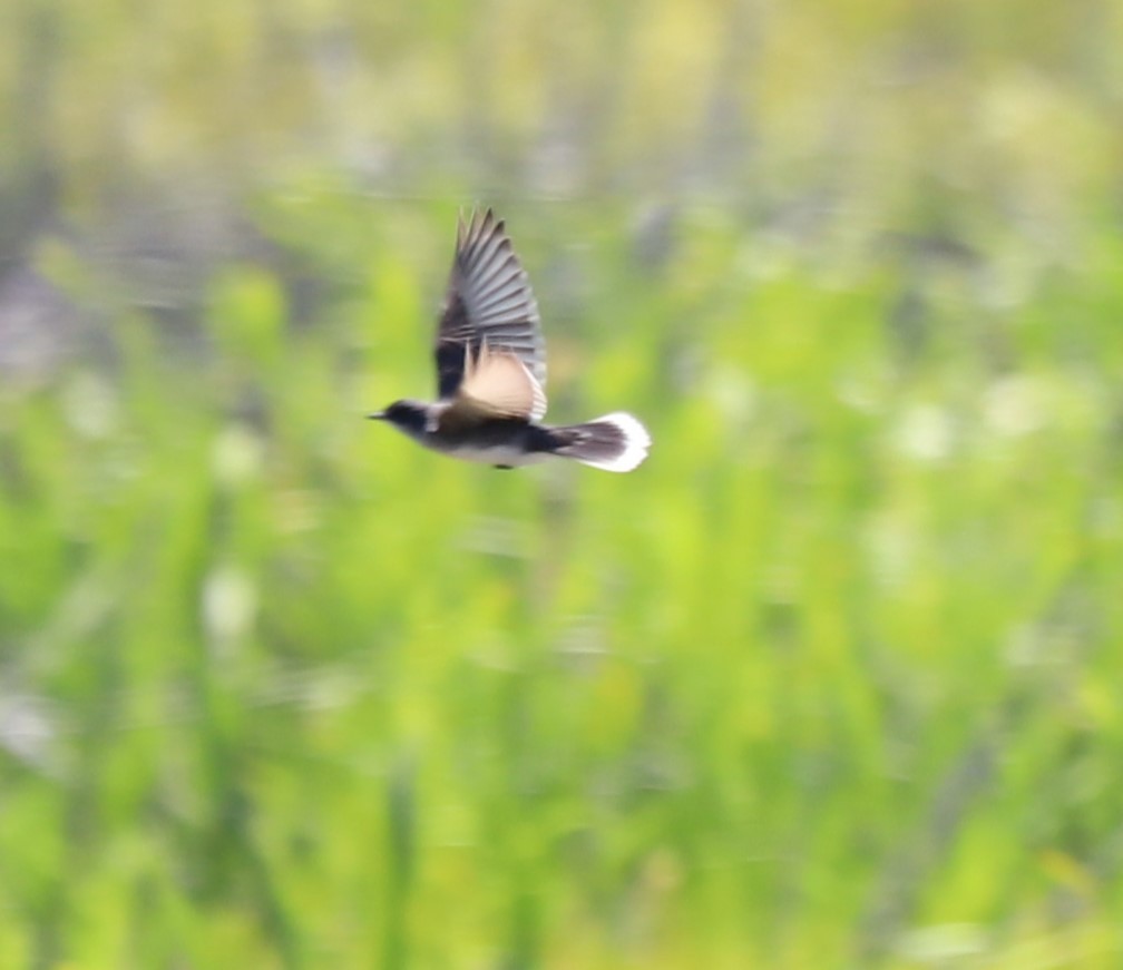 Eastern Kingbird - ML587975801