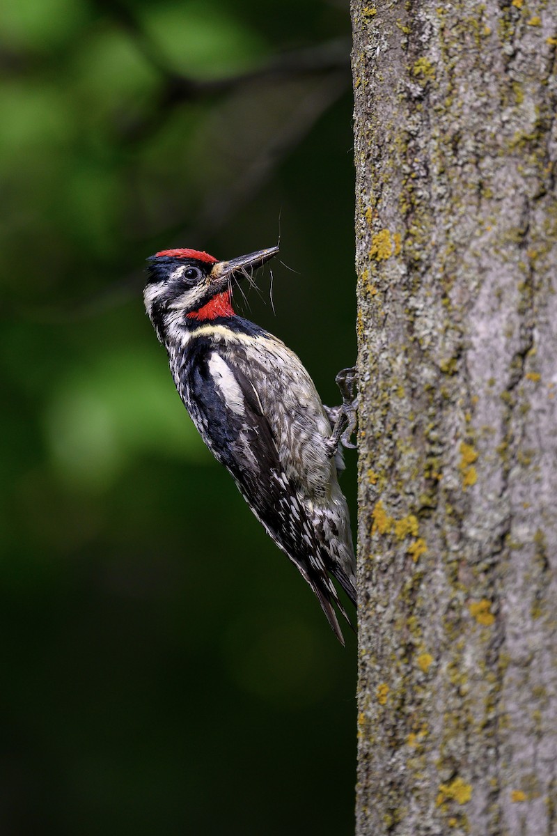 Yellow-bellied Sapsucker - ML587976311