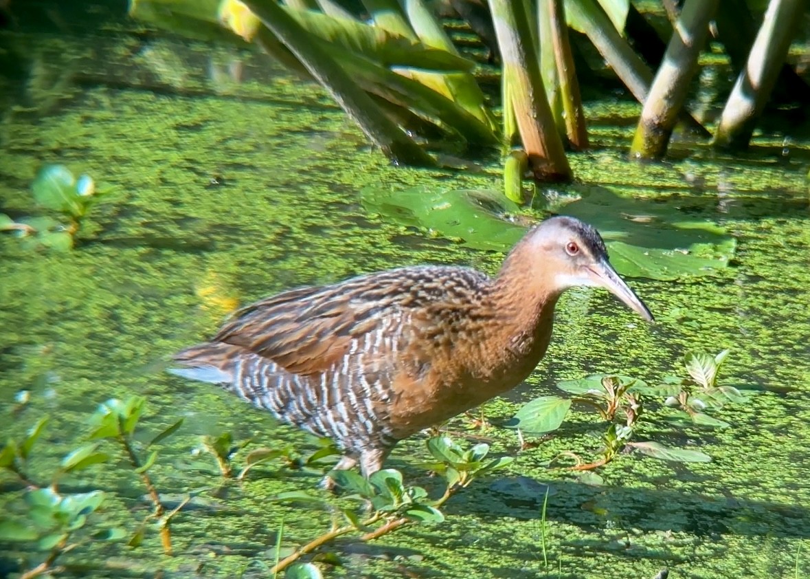 King Rail - Jeff Kenney