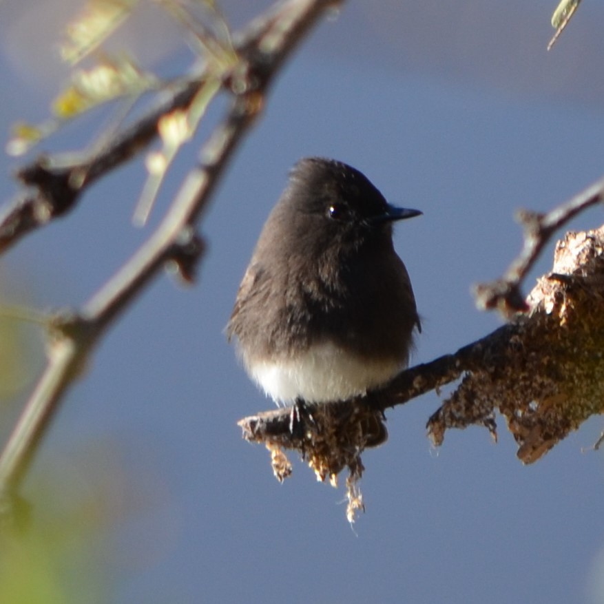 Black Phoebe - ML587976581