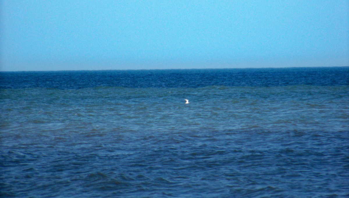 Least Tern - ML587976751