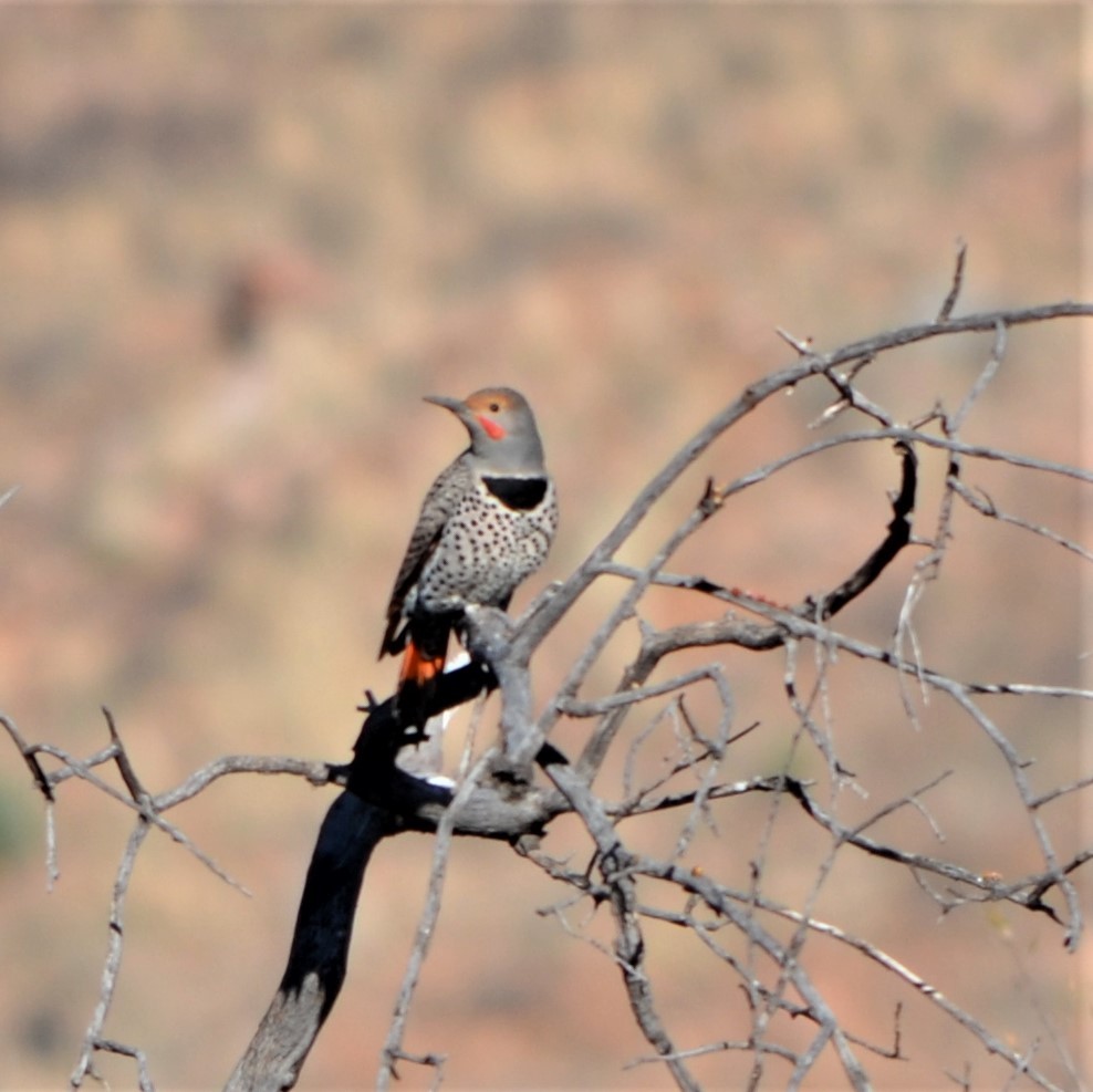 Northern Flicker - Vicki Hire