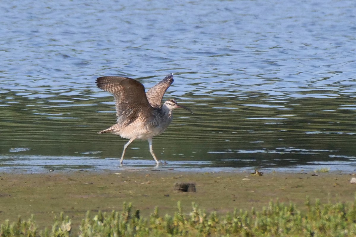 Whimbrel - ML587977221