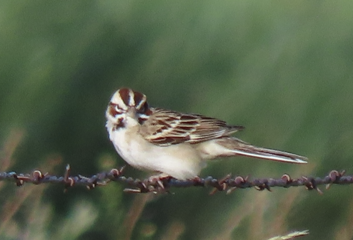 Lark Sparrow - art reisman