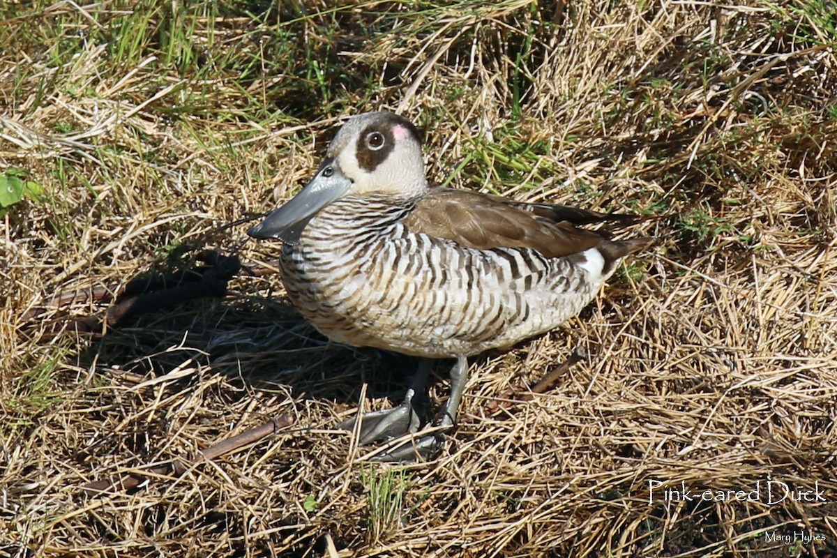 Pink-eared Duck - ML587978491