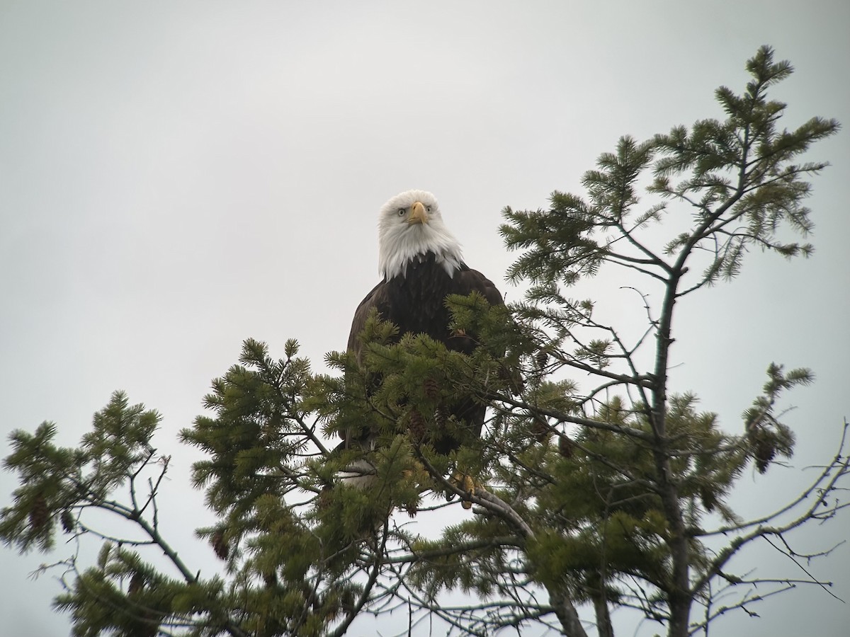 Bald Eagle - ML587979151