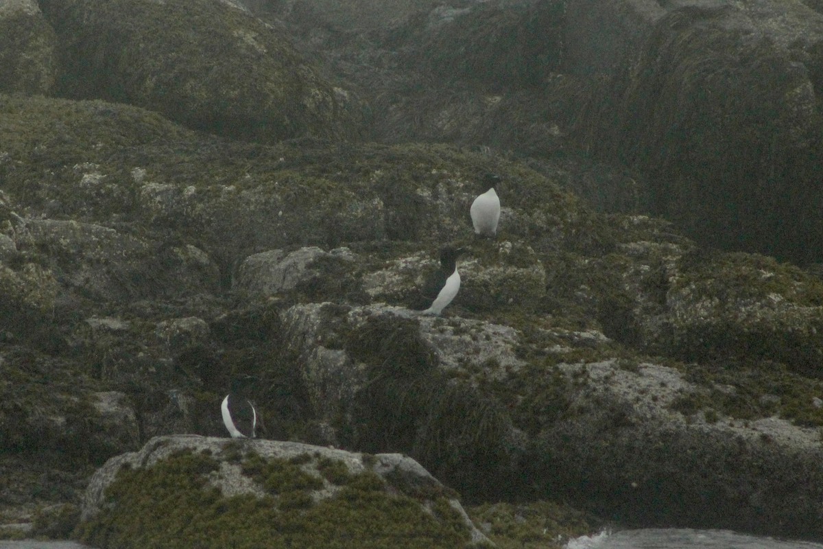 Razorbill - ML587979611