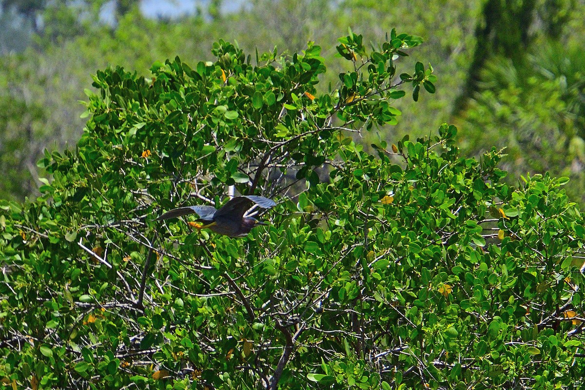 Green Heron - ML587979721