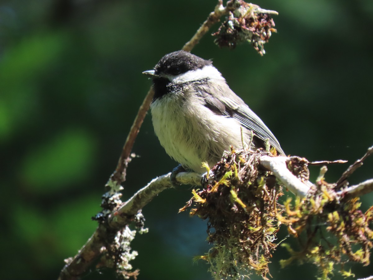 Mésange à tête noire - ML587981541