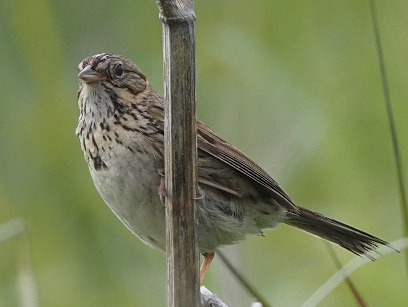 Savannah Sparrow - ML587983081