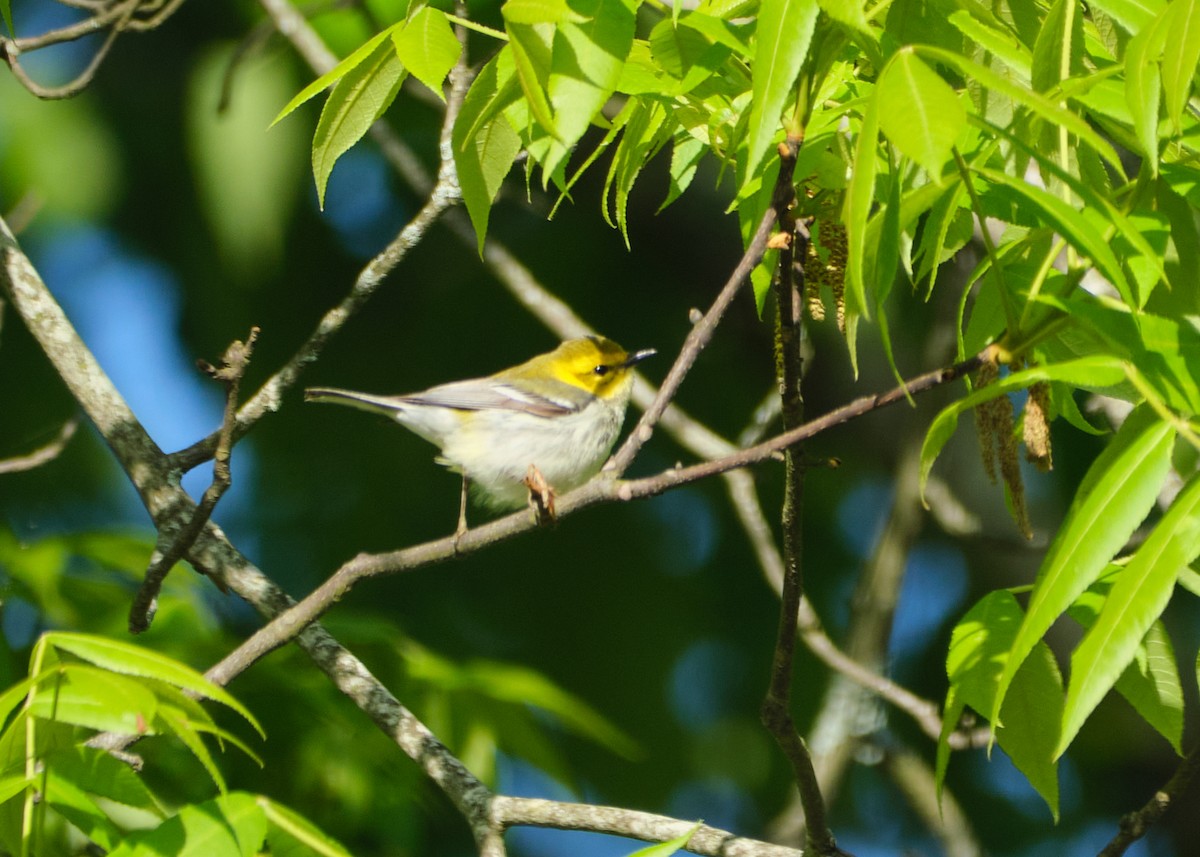 Black-throated Green Warbler - ML587983181