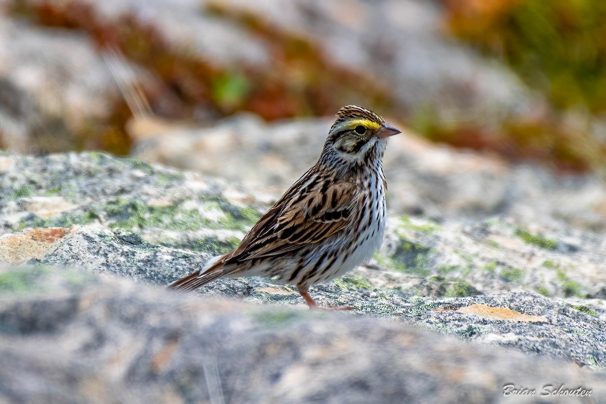 Savannah Sparrow - ML587984161